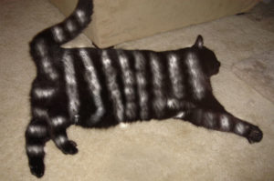 zebre