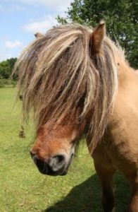 cheval