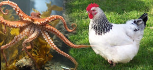 octochicken