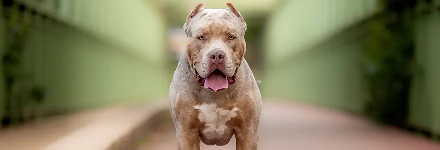 Le « lanceur de pitbull » est décédé des suites de ses morsures