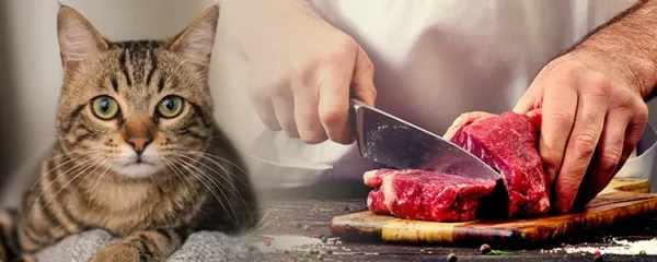 Restauration : La viande de chat sera bientôt officiellement interdite en France