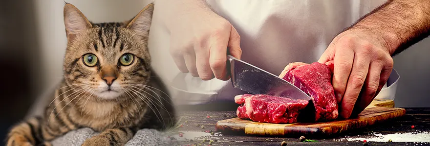 Restauration : La viande de chat sera bientôt officiellement interdite en France