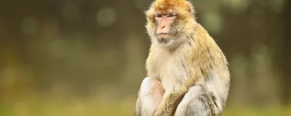Zoo de Vincennes : Une guenon agresse 3 singes qui l’avaient traitée d’humaine