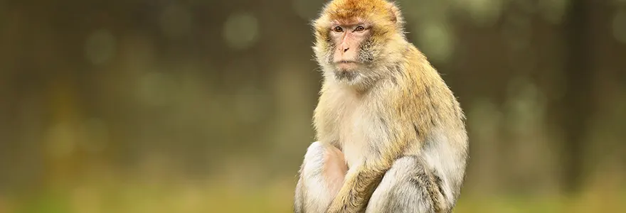 Zoo de Vincennes : Une guenon agresse 3 singes qui l’avaient traitée d’humaine