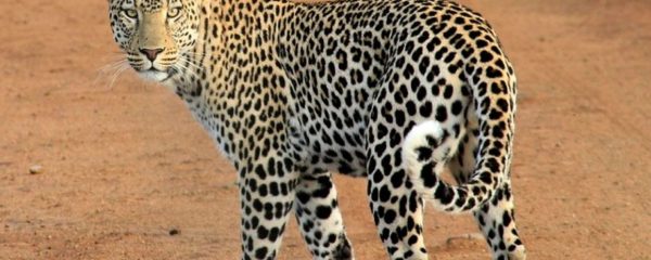 différence entre leopard et guepard