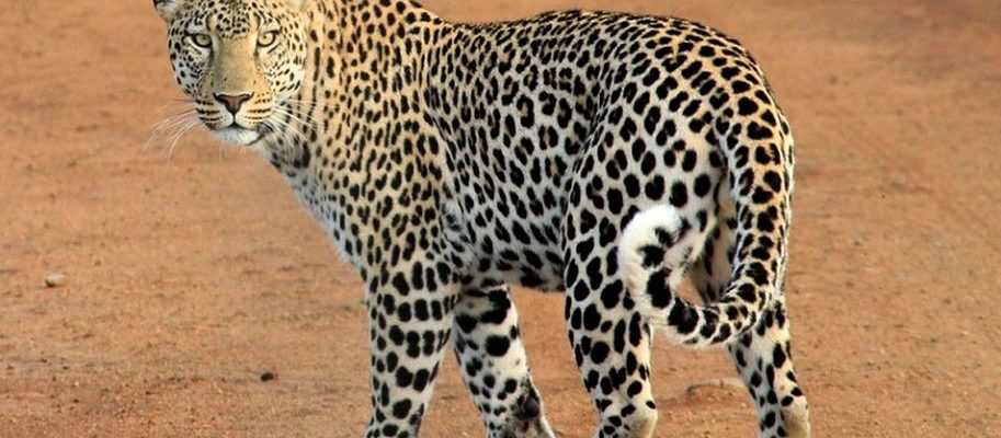 différence entre leopard et guepard