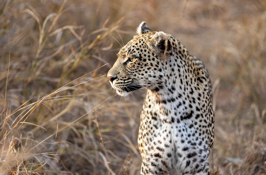 vitesse du leopard